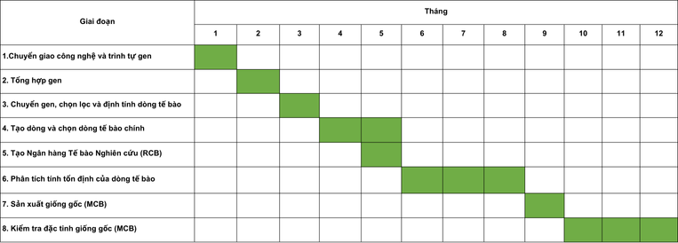 Các giai đoạn của quá trình phát triển dòng tế bào.